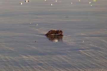 La playa de Melenara se llena de medusas (Foto Antonio Rico)